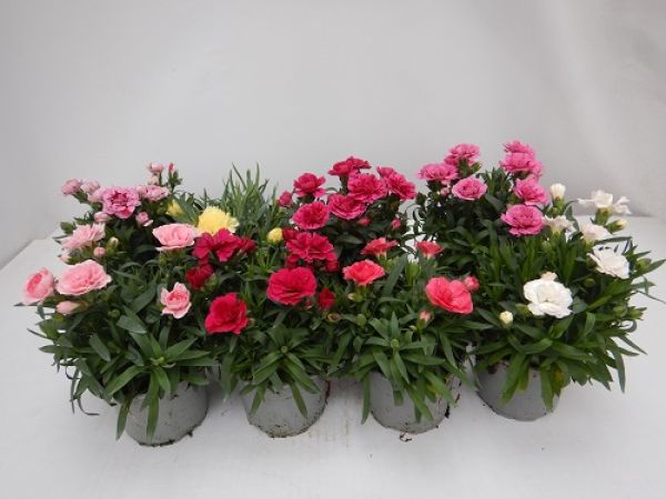 DIANTHUS CARYOPH. OSCAR