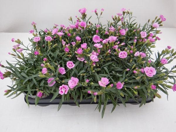 DIANTHUS PINK KISSES