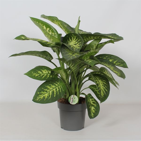 DIEFFENBACHIA REEVA