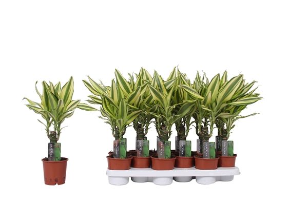DRACAENA FRAGRANS YELLOW COAST