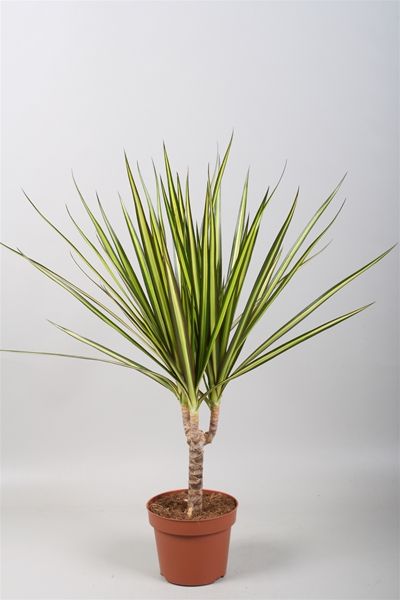 DRACAENA MARGINATA SUNRAY