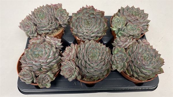 ECHEVERIA DEREMENSIS CLUSTER