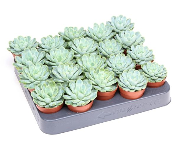 ECHEVERIA ELEGANT BLUE