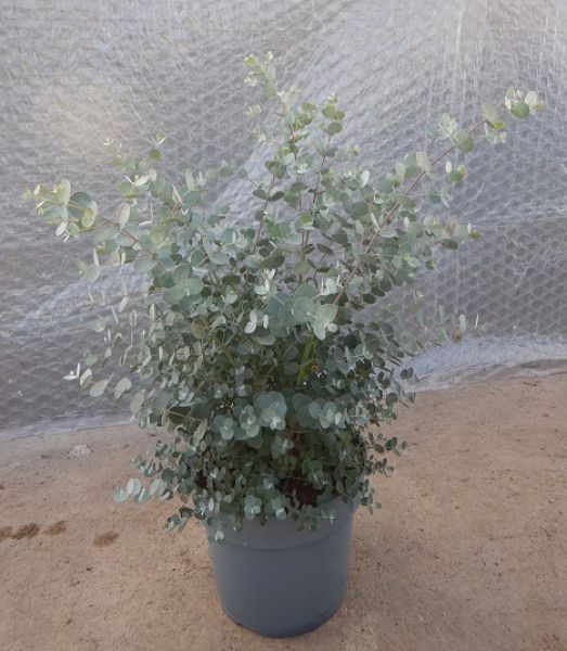 EUCALYPTUS GUNNII