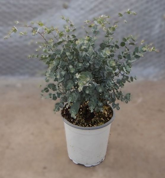 EUCALYPTUS GUNNII AZURA
