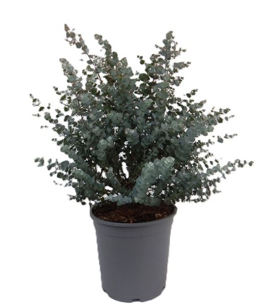 EUCALYPTUS GUNNII AZURA