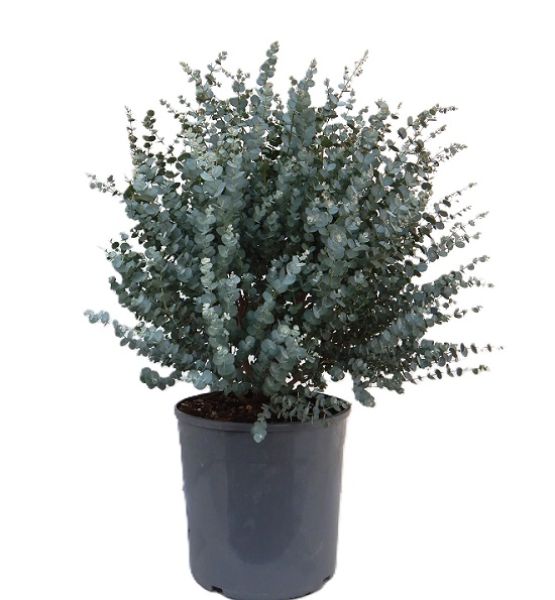 EUCALYPTUS GUNNII AZURA