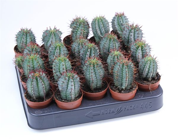 EUPHORBIA HORRIDA STRIATA