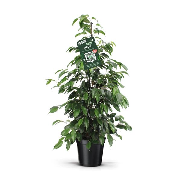 FICUS BENJAMINA DANIELLE