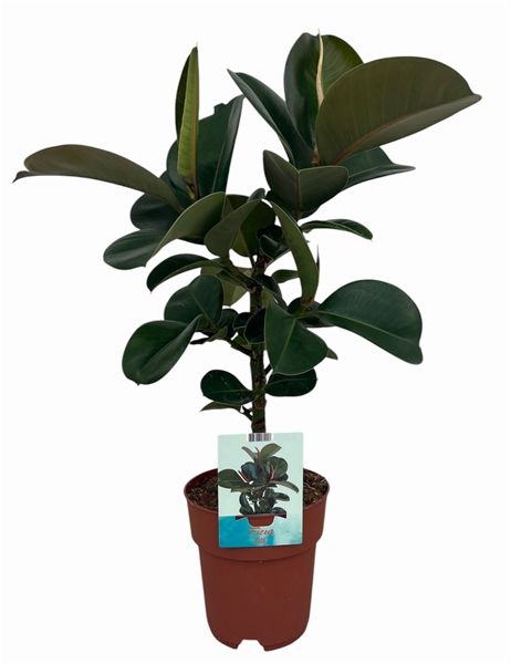 FICUS ELASTICA CLOE