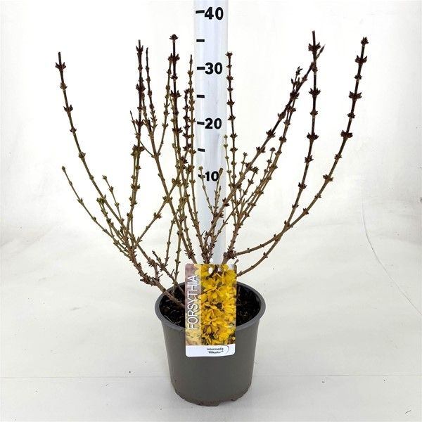 FORSYTHIA INTERMEDIA