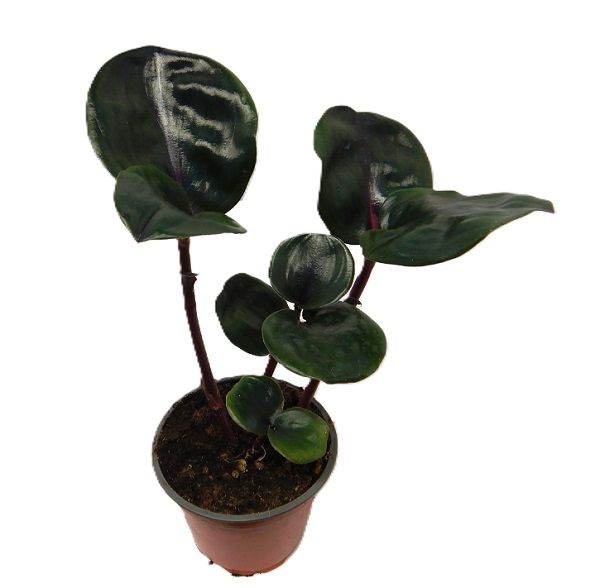 GEOGENANTHUS CILIATUS - S