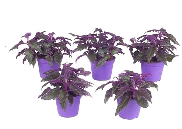 GYNURA PURPLE PASSION