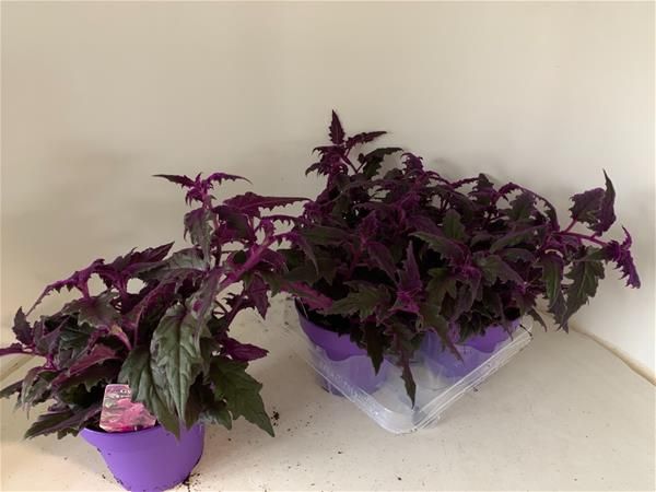 GYNURA PURPLE PASSION