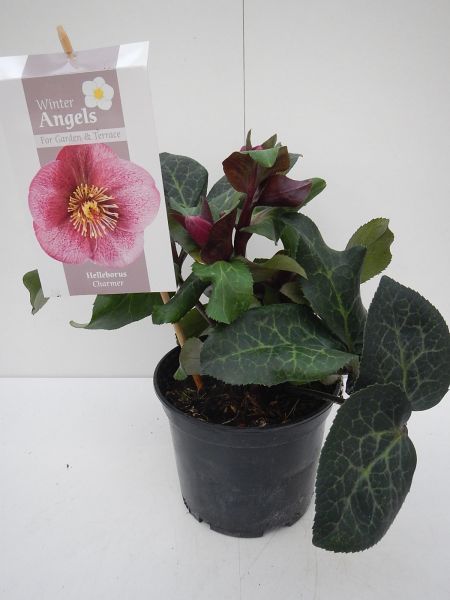 HELLEBORUS CHARMER