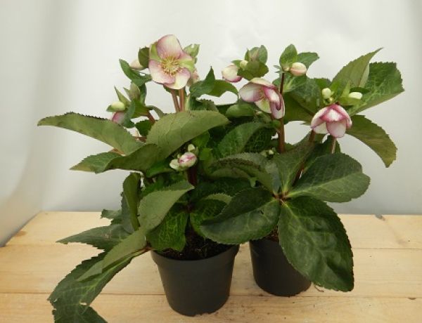 HELLEBORUS GLENDA'S GLOSS