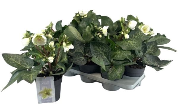 HELLEBORUS MOONDANCE