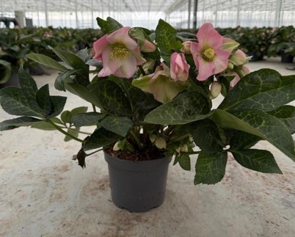 HELLEBORUS PINK PRINCESS