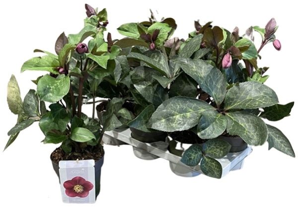 HELLEBORUS RHYTHM PINK