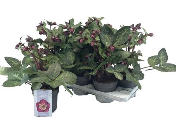 HELLEBORUS VIBEY VELVET