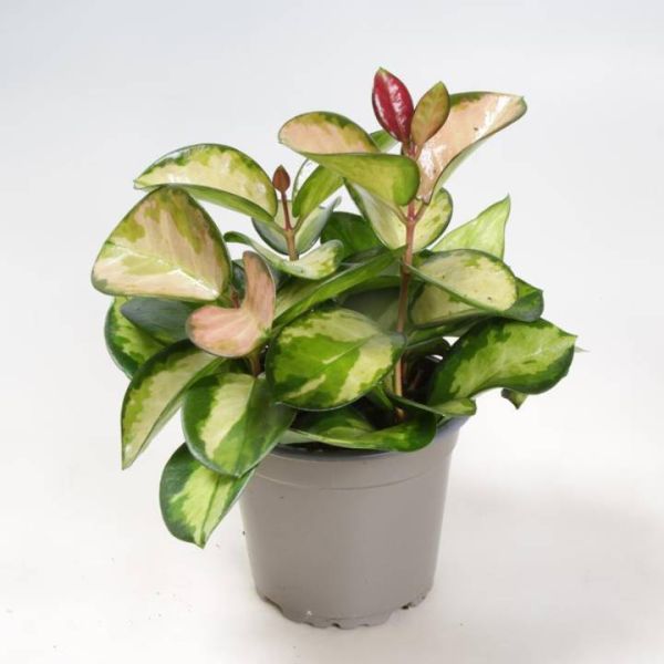 HOYA CARNOSA TRICOLOR