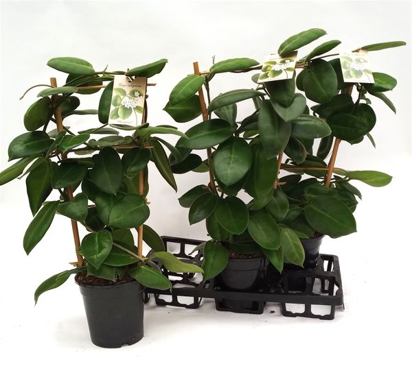 HOYA STARGAZER ESP. - S