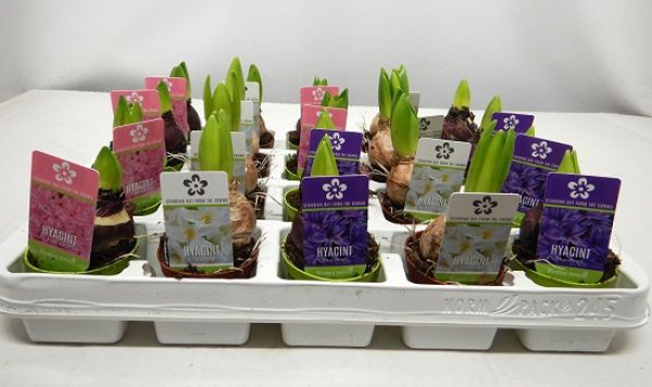 HYACINTHUS MIX