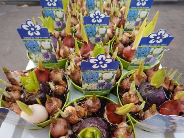 HYACINTHUS PARADE BLEU