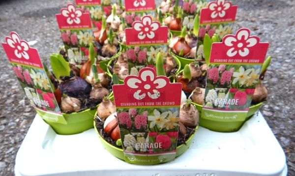 HYACINTHUS PARADE PINK