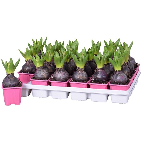 HYACINTHUS PINK PEARL