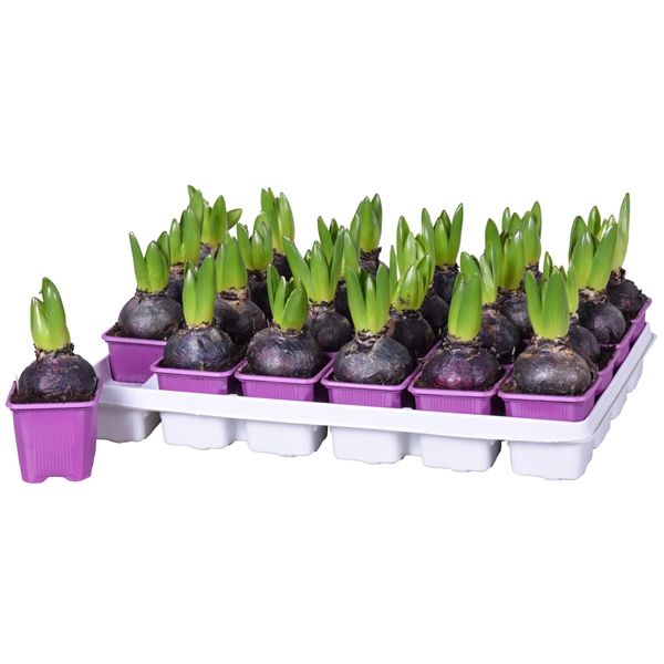 HYACINTHUS PURPLE SENSATION