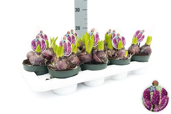 HYACINTHUS PURPLE SENSATION