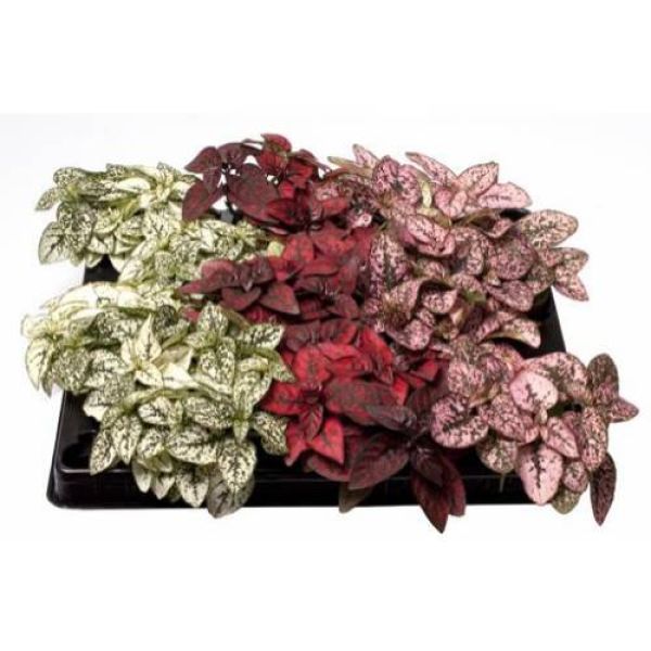 HYPOESTES PHYLLOSTACHYA