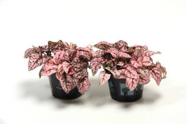 HYPOESTES PHYLLOSTACHYA PINK