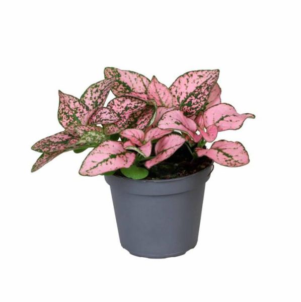 HYPOESTES PHYLLOSTACHYA PINK