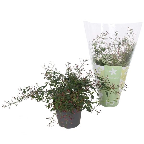 JASMINUM POLYANTHUM TOUFFE