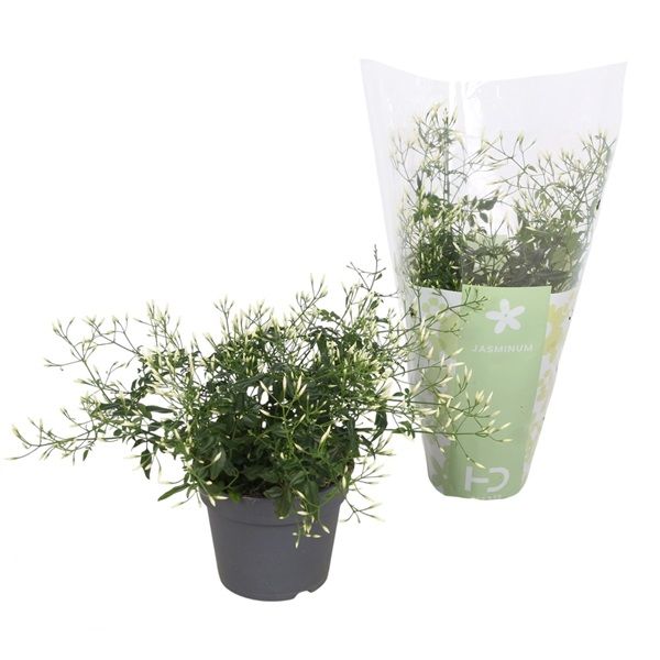 JASMINUM POLYANTHUM TOUFFE