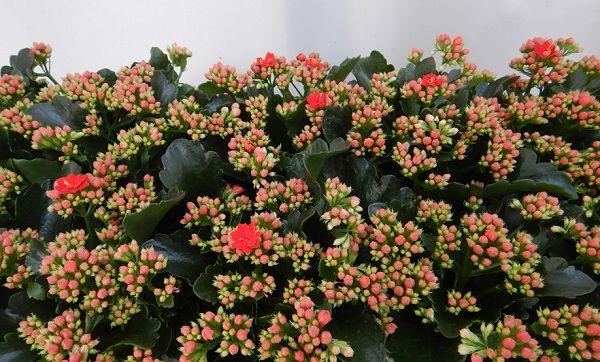 KALANCHOE CALANDIVA
