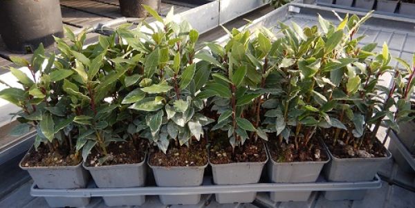 LAURUS NOBILIS TOUFFE