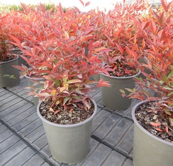 NANDINA DOMESTICA OBSESSED