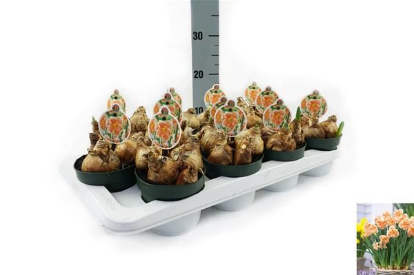 NARCISSUS APRICOT WHIRL