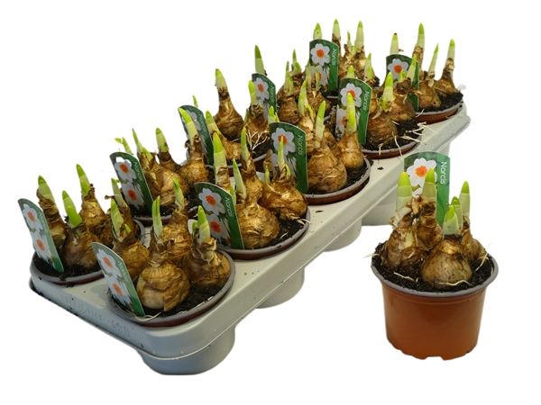 NARCISSUS BERNETT BROWNING