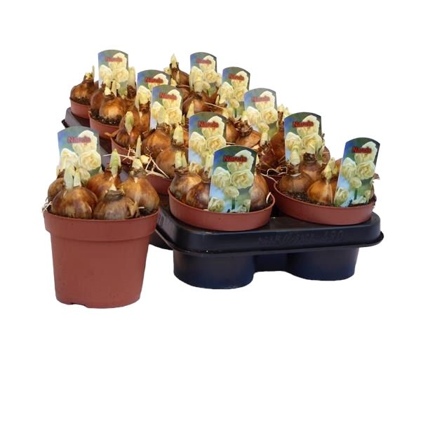 NARCISSUS BRIDEL CROWN