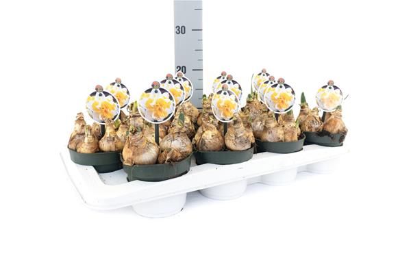 NARCISSUS DOUBLE SWITCH