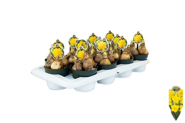 NARCISSUS GOLD MEDAL