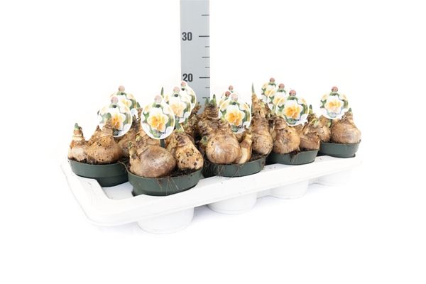 NARCISSUS GOLDEN PEARL