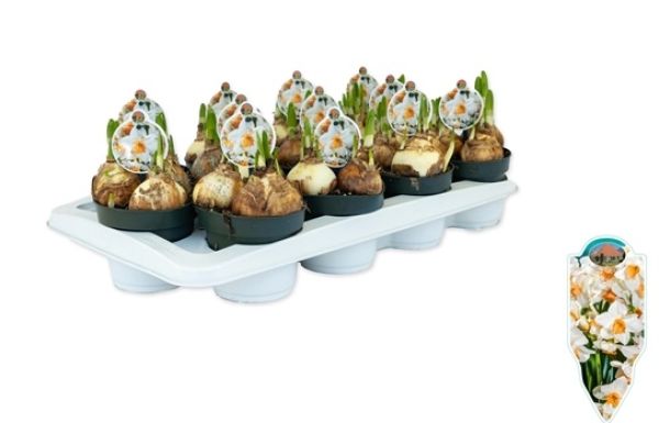 NARCISSUS KAPITI PEACH