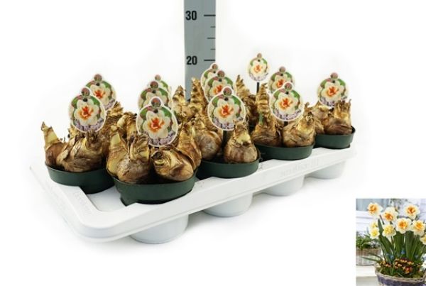 NARCISSUS PEACH SWIRL