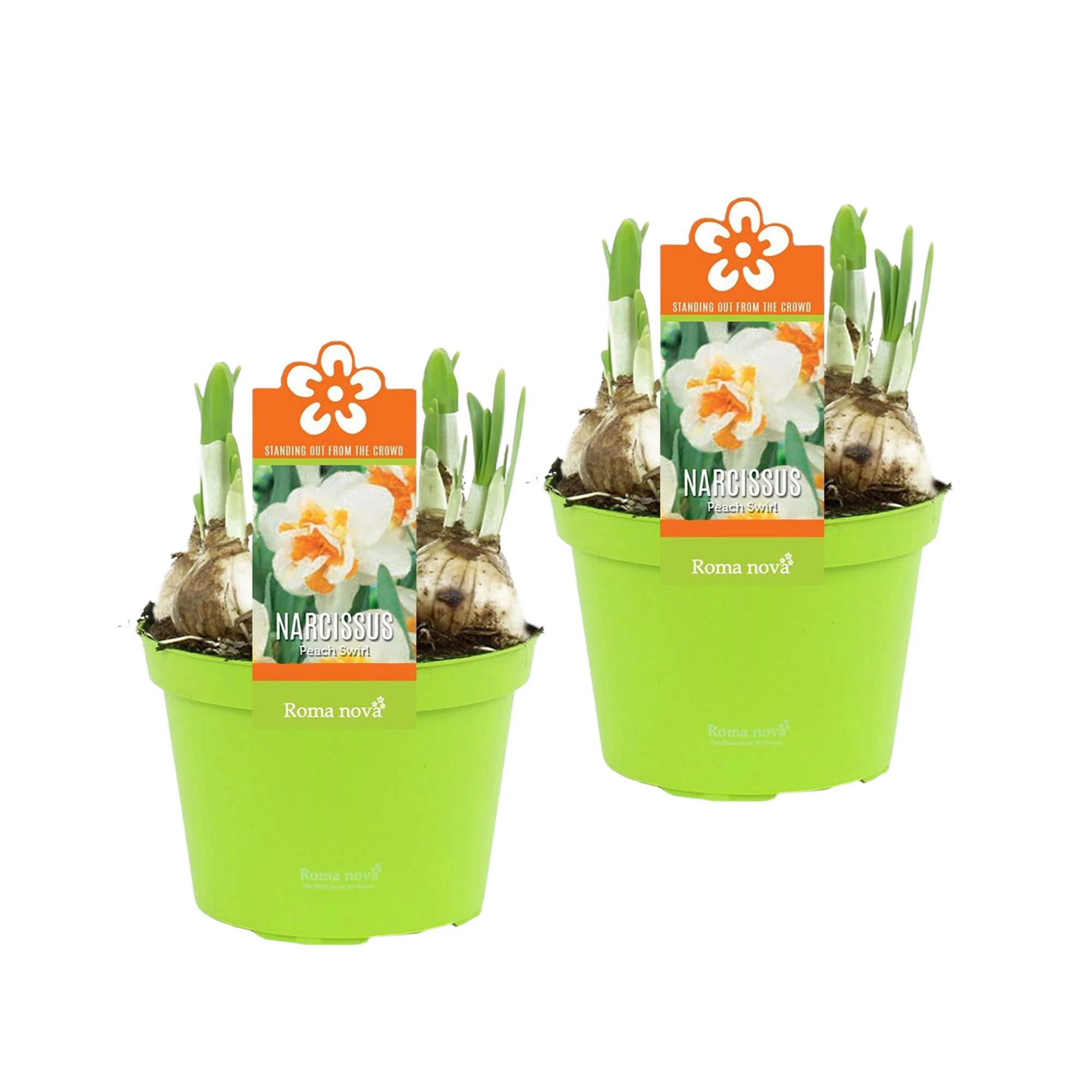 NARCISSUS PEACH SWIRL