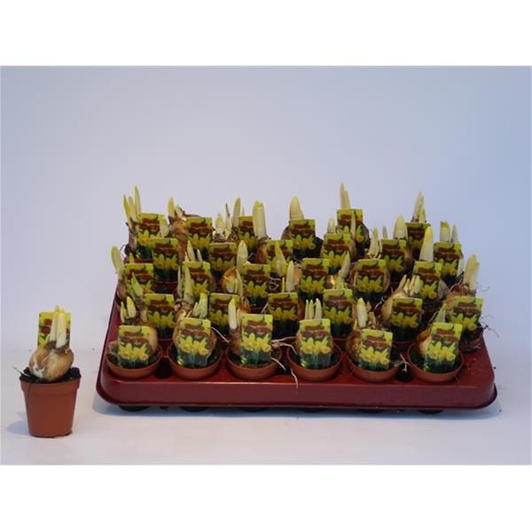 NARCISSUS TETE A TETE